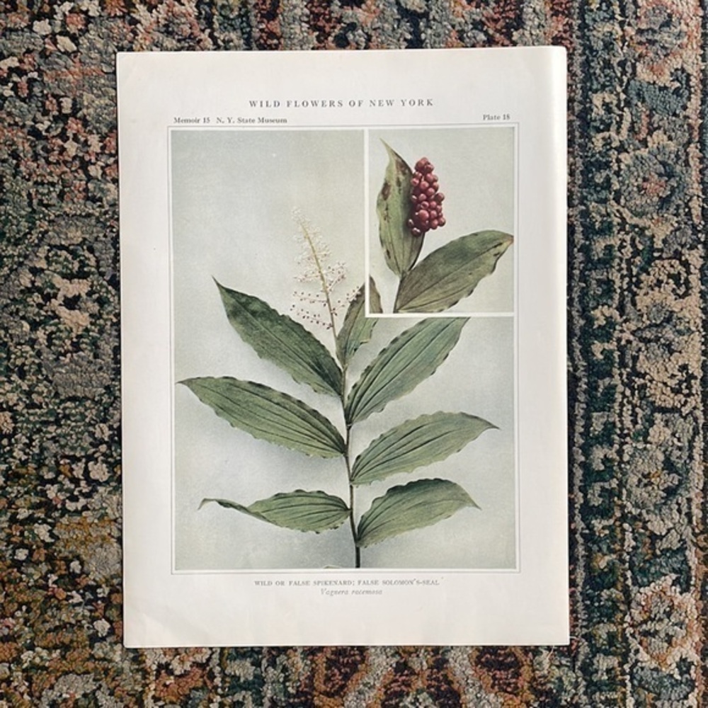 🌹 FREE w/purchase  Botanical Plant Print 1913 Original 100 years old Vintage